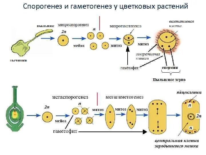 Макроспора это. Схема развитие гамет у цветковых растений. Процесс образования половых клеток у растений. Этапы развития половых клеток у растений. Схема образования пыльцевого зерна покрытосеменных.