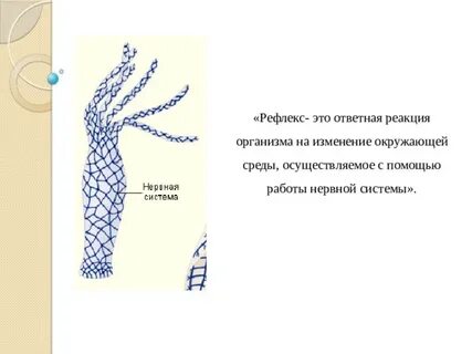 Группы организмов нервная система