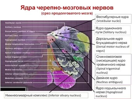 Ядра мозговых нервов