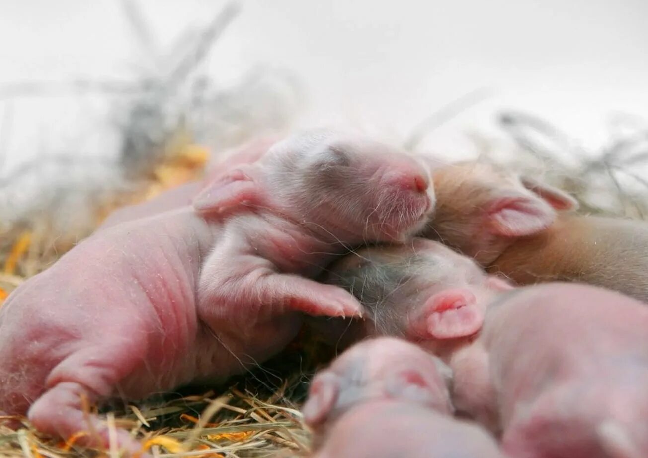 Детеныш рождается зрячим. Новороженныекрольчата. Новорожденные крольчата. Новорожденные Зайчата.