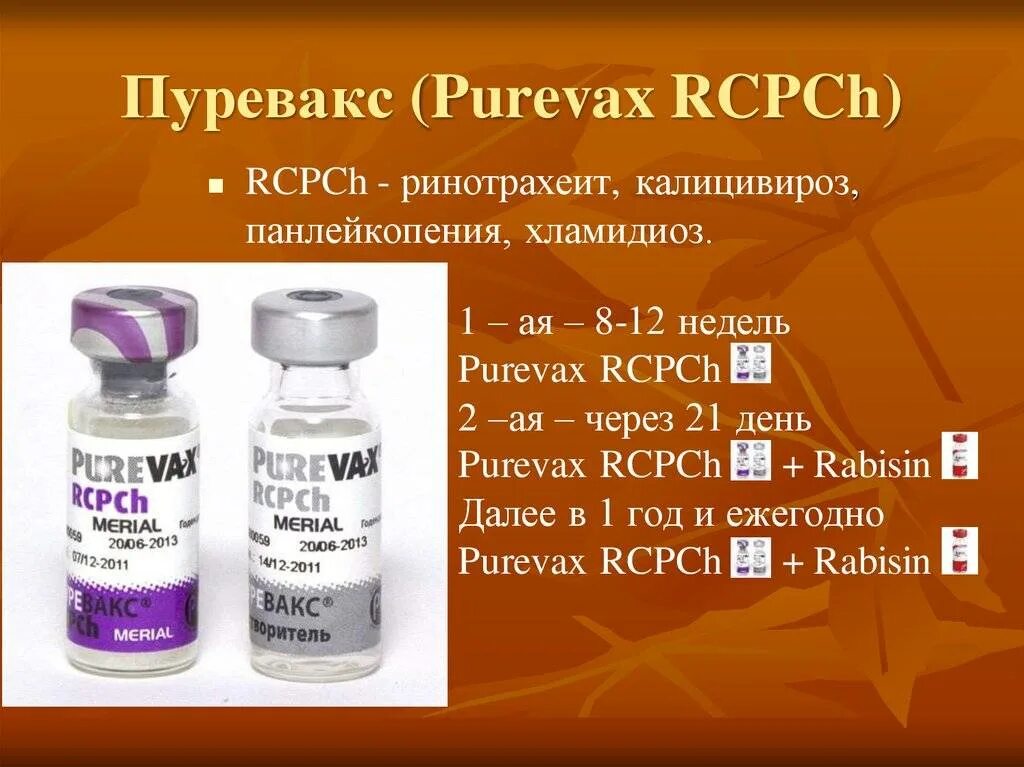 Пуревакс вакцина для кошек купить. Вакцина Пуревакс RCPCH. Пуревакс схема вакцинации кошек. Пуревакс хламидиоз. Пуревакс DHPPI.