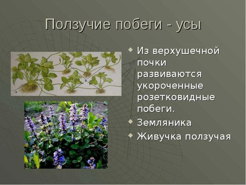 Разнообразие стеблей презентация