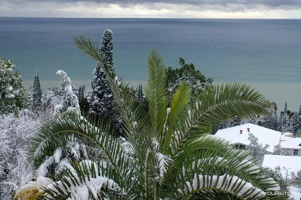 Абхазия погода на неделю сухуми. Новый Афон 2022. Абхазия Гагры зима. Абхазия Пицунда зима. Гагры Абхазия зимой.
