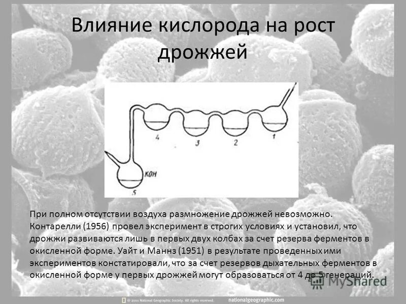 Фермент дрожжи. Строение и размножение дрожжей. Дрожжи в действии. Физиология дрожжей. Необходимые условия для размножения дрожжей.