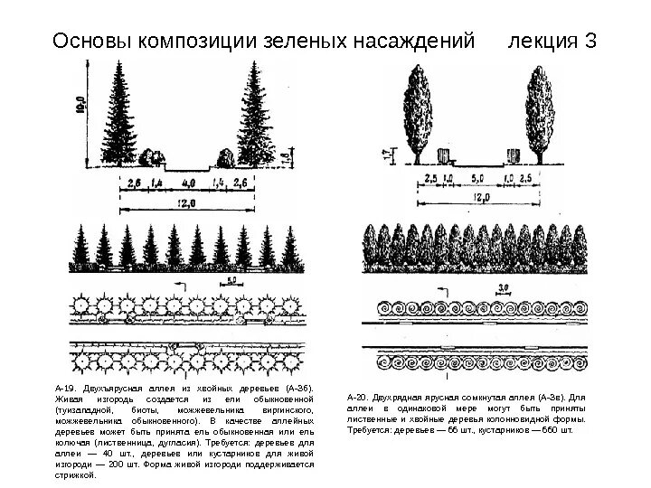 Размер хвойных растений. Схема посадки сеянцев сосны. Схема посадки живой изгороди из ели. Схема посадки туй в живой изгороди. Схема посадки туи Смарагд.