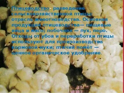 Птицеводство отрасль сельского хозяйства