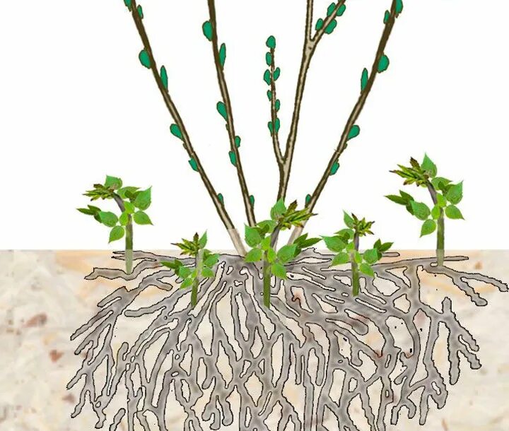 Корневая система гортензии. Корни гортензии метельчатой. Черенки метельчатой гортензии. Корневая система гортензии метельчатой.