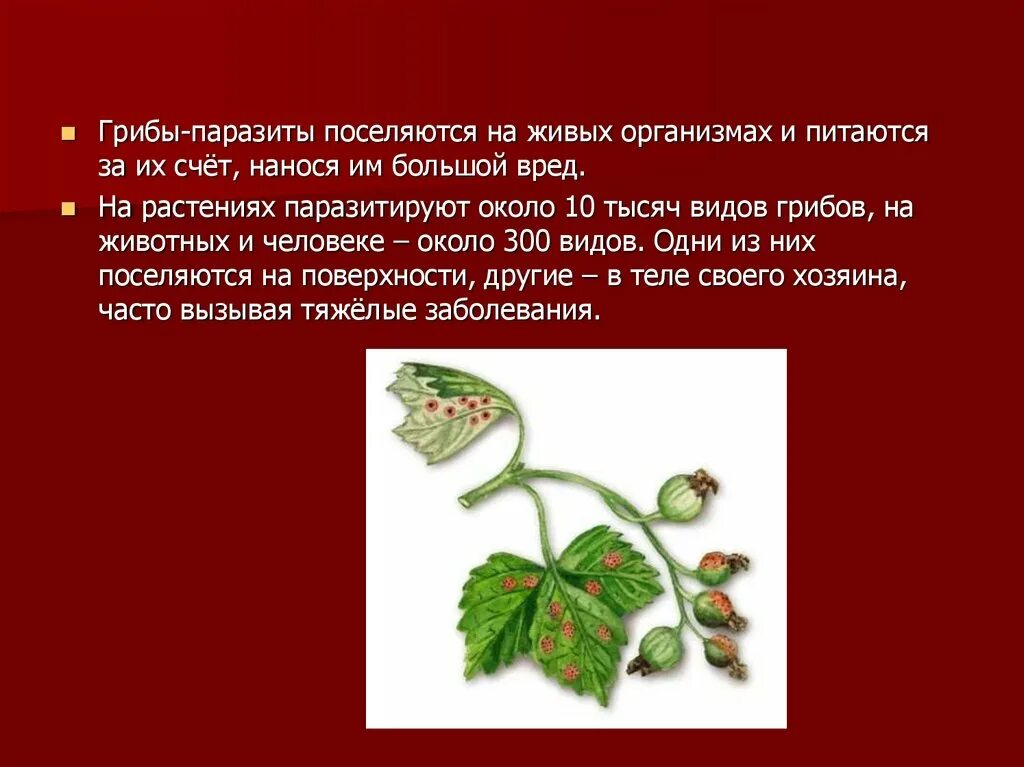 Грибы-паразиты поселяются на живых организмах. Грибы паразиты растений животных человека. Грибы паразиты презентация. Грибы паразиты животных и человека. Грибы паразиты 7 класс по биологии