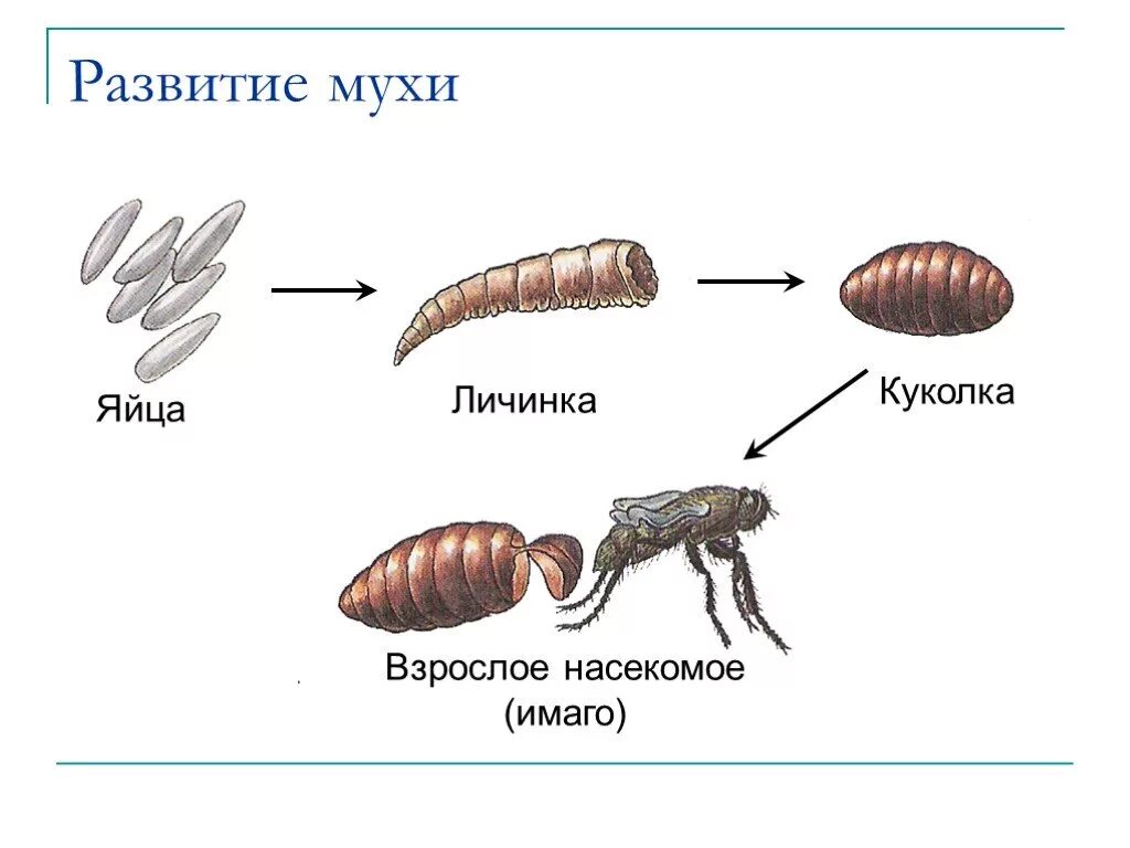 Стадии комнатной мухи. Яйцо личинка куколка Имаго. Стадии развития яйцо личинка Имаго. Яйцо личинка Имаго взрослое насекомое. Яйцо личинка Имаго схема.