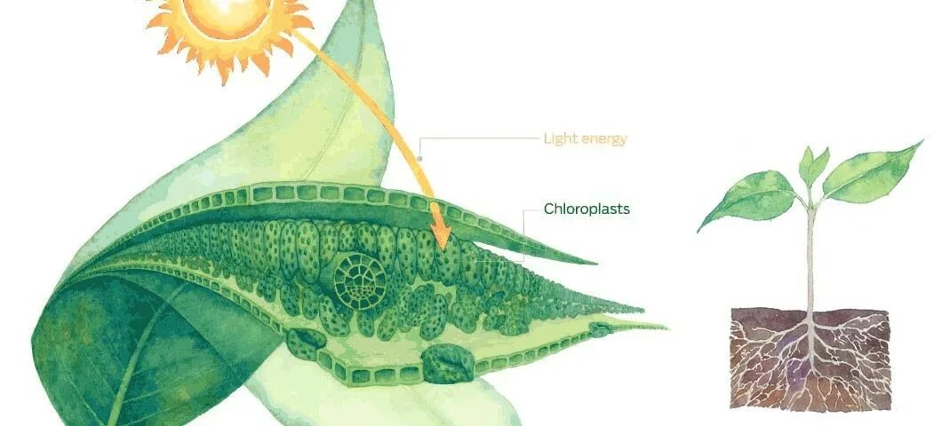 Фотосинтез хлорофилл растений. Хлорофилл фотосинтез. Строение листа фотосинтез. Фотосинтез пигменты фотосинтеза. Хлорофиллы поглощают свет