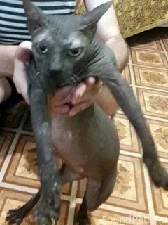 Кастрировать породистого кота
