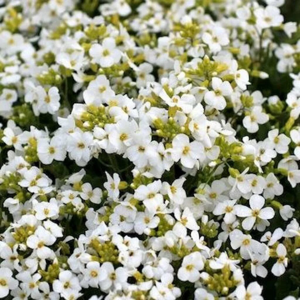 Низкое растение с белыми цветами. Алиссум и гипсофила. Арабис Арендса. Арабис Schneehaube. Арабис Снежная Лапландия.