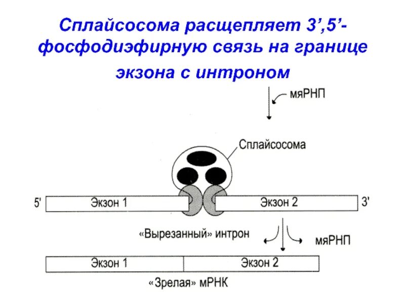 Сплайсосома. Структура сплайсосомы. Функции сплайсосомы. Сплайсосома строение. Взаимосвязь биосинтеза белка и дыхания