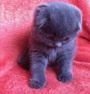 Как выглядят вислоухие котята