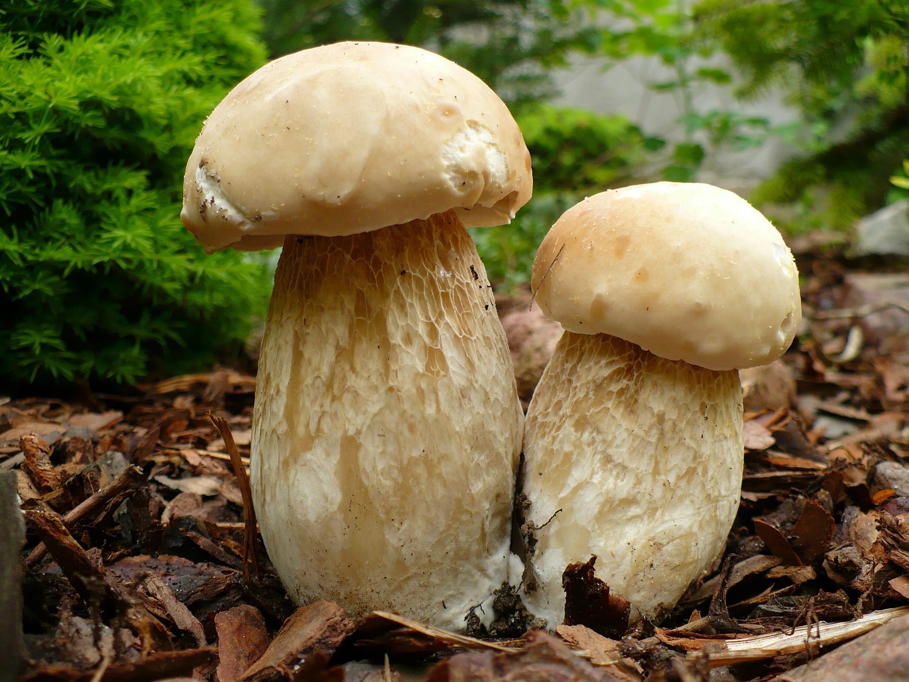 Белый гриб корень. Белый гриб берёзовый Boletus betulicola. Boletus edulis – белый гриб. Боровик березовый. Боровик колосовик.