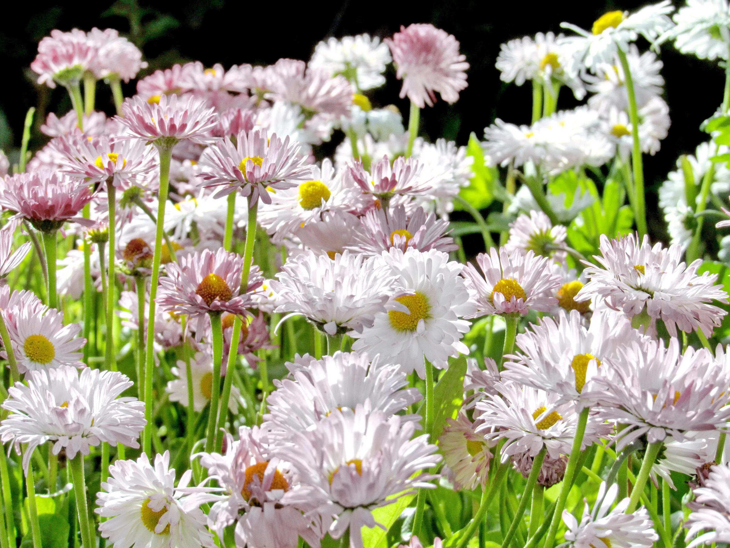 Маргаритка махровая white. Маргаритка из долин. Платье маргаритка детское. Платье из маргариток 2020. Маргаритка из долин.