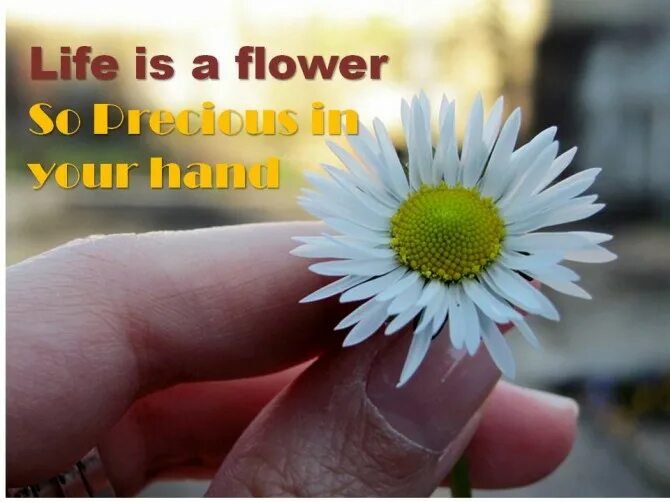 Life is a flower. Flowers quotes. Вся жизнь цветы. Лайк цветок. Лайк Флауэрс.