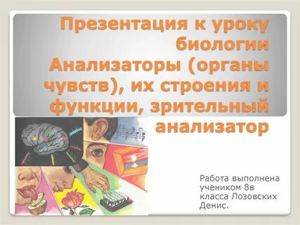 Органы чувств анализаторы биология