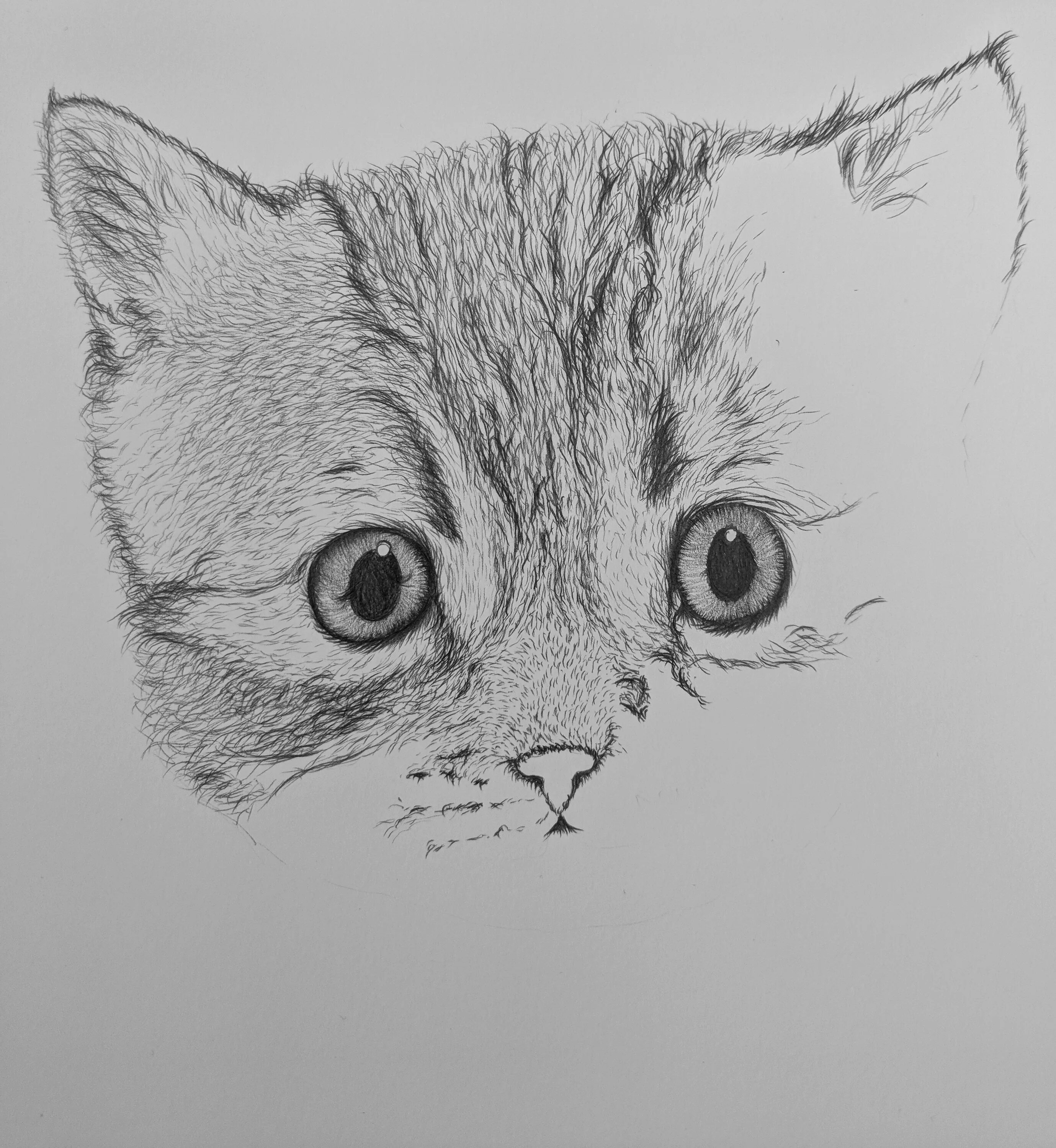 Рисовать котенка легко. Котёнок рисунок карандашом. Рисунки котов карандашом для срисовки. Котики рисунки карандашом легкие. Кот рисунок карандашом простой.