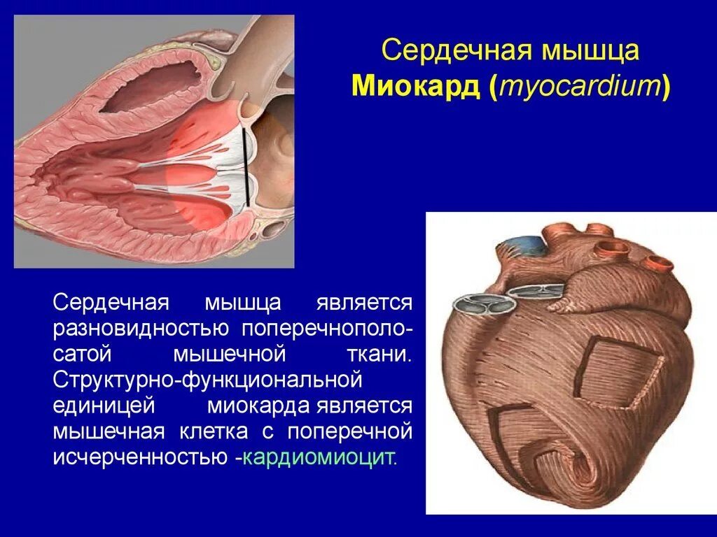 Сердечная мышца представлена тканью. Сердечная мышца миокард. Сердечная мышца представляет собой.