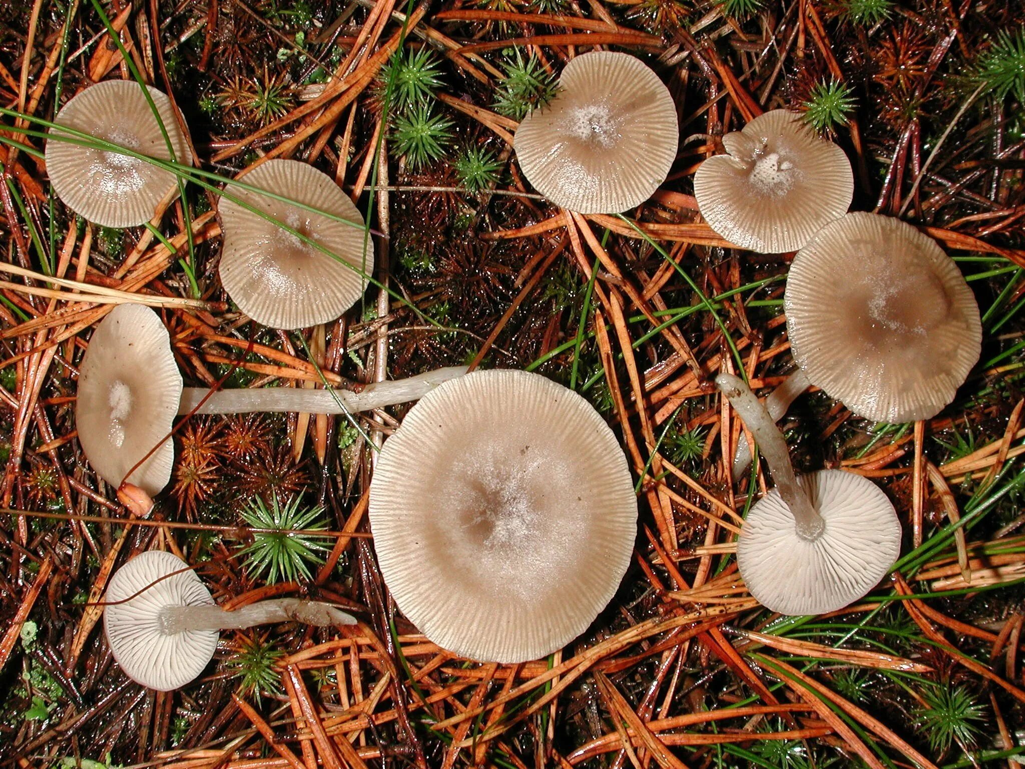 Говорушка беловатая (Clitocybe rivulosa). Говорушка Полевая. Говорушка восковатая. Говорушка восковатая гриб.