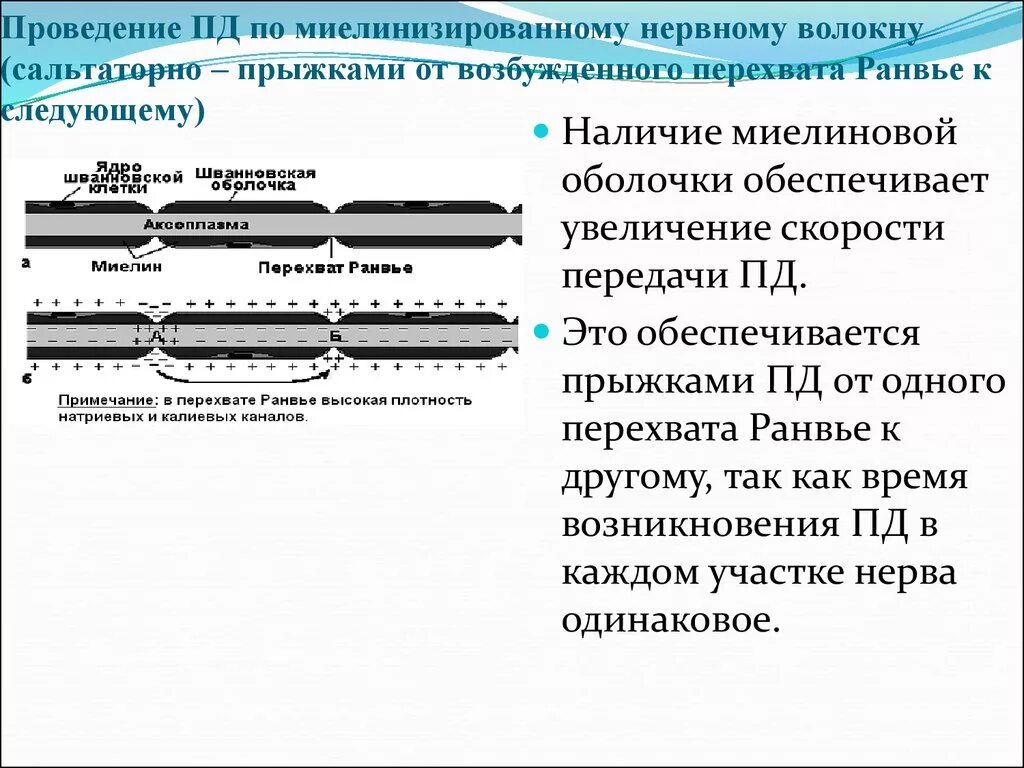 Схема передачи импульса по миелиновому волокну. Миелинизированные волокна схема. Миелиновые волокна скорость проведения нервного импульса.