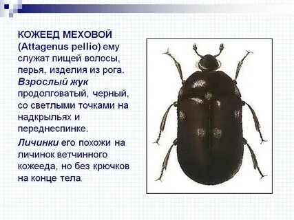 Кожееды опасны для человека