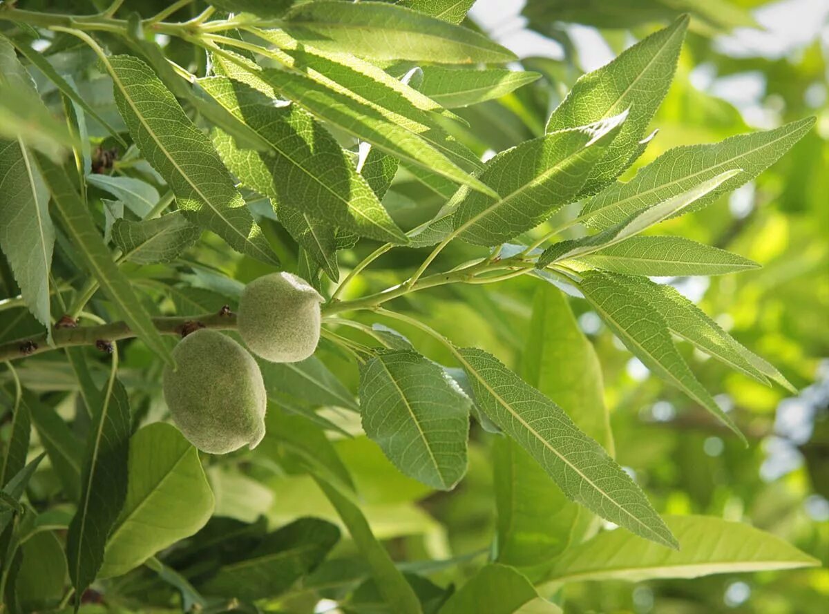 Миндаль простой. Миндаль обыкновенный (Amygdalus communis). Миндаль обыкновенный (Prunus Dulcis). Миндаль Бухарский. Миндаль обыкновенный (Amygdalus communis l.).