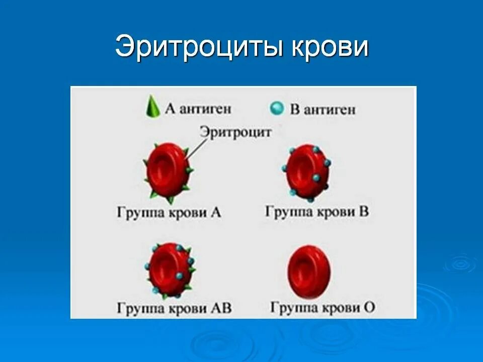 Группа крови. Группы крови эритроциты. Типы крови. Группа крови рисунок.