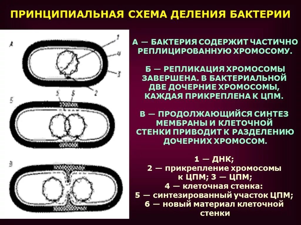 Механизм деления кольцевых хромосом бактерий. Деление бактериальной клетки. Мнзпнтзм деления бактериальной клетки. Репликация бактериальной хромосомы.