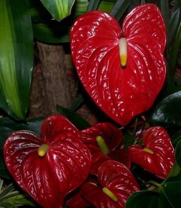 Антуриум красный. Как называется красный цветок как калла. Цветок антуриум и калла. Как называется красный цветок как калла. Calla lily цветок листья.