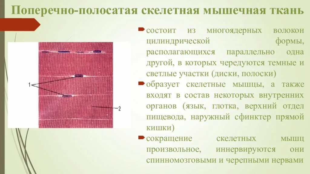 Поперечнополосатая скелетная мышечная ткань функция. Поперечнополосатая Скелетная ткань. Исчерченная Скелетная мышечная ткань. Строение волокна поперечно-полосатой мышечной ткани. Поперечная Скелетная мышечная ткань гистология.