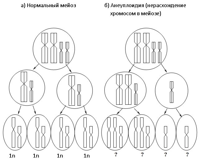 Случайное расхождение гомологичных хромосом при мейозе. Схема нормального и патологического митоза и мейоза. Схема патологического митоза и мейоза. Схема патологического митоза. Схема нормального и патологического мейоза.