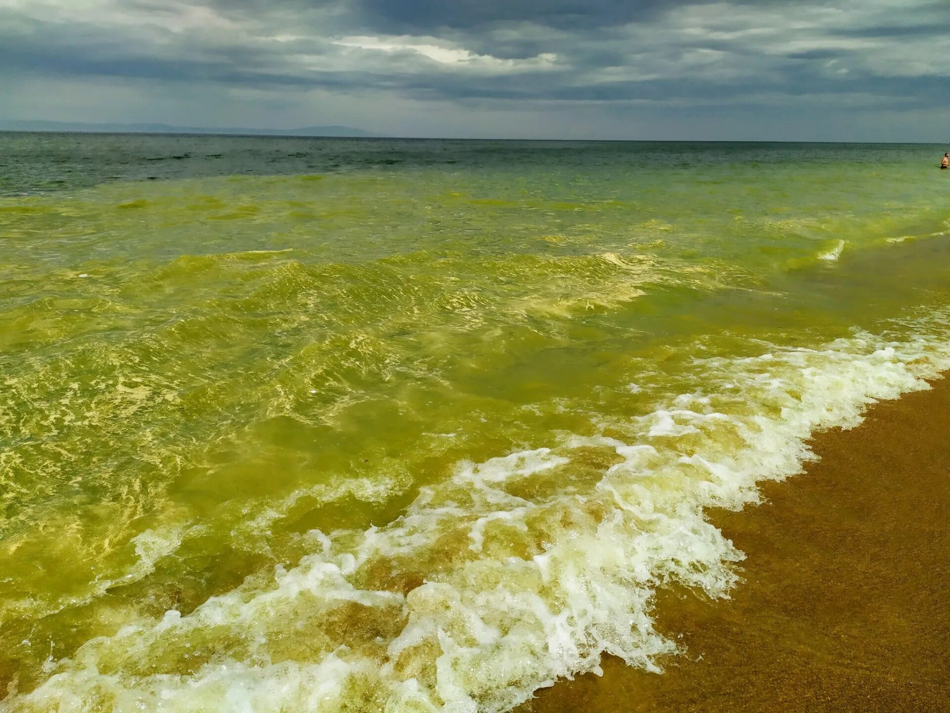 Водоросли цветут. Эвтрофикация Каспийского моря. Эвтрофикация воды черного моря. Цветение водорослей в Анапе. Эвтрофикация Азовского моря.