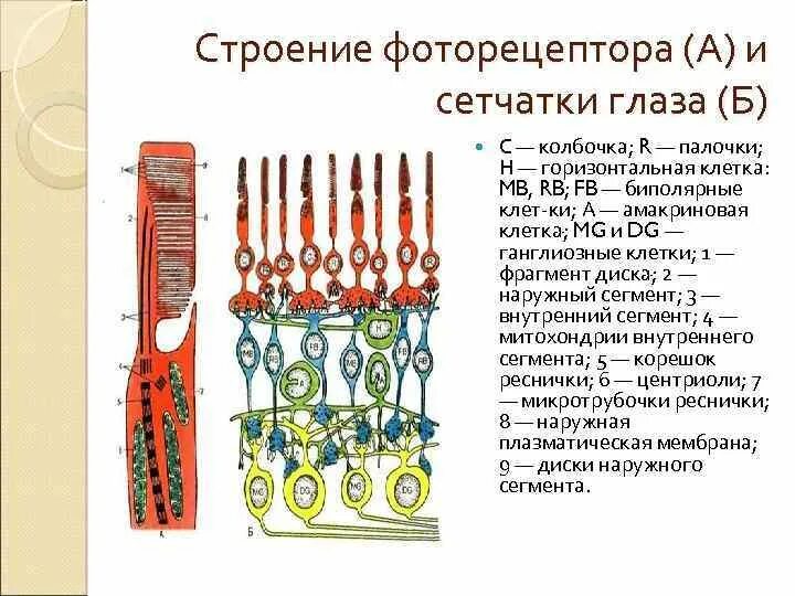 Колбочки глаза функции. Сетчатка палочки и колбочки строение и функции. Палочки и колбочки сетчатки строение. Фоторецепторы сетчатки глаза колбочки. Структура палочек и колбочек сетчатки.