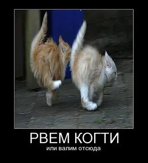 i?id=d8525ddb5615068b904b7eadd5a66bd88ae79a45-5349885-images-thumbs&n=13