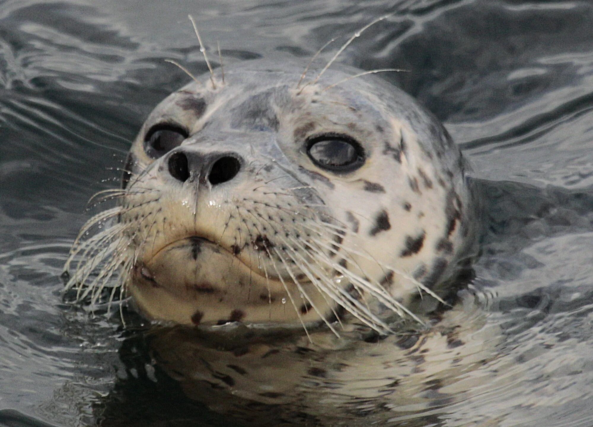 Пятнистый тюлень Ларга. Белек морского леопарда. Пятнистый тюлень (морской леопард). Полосатый тюлень.