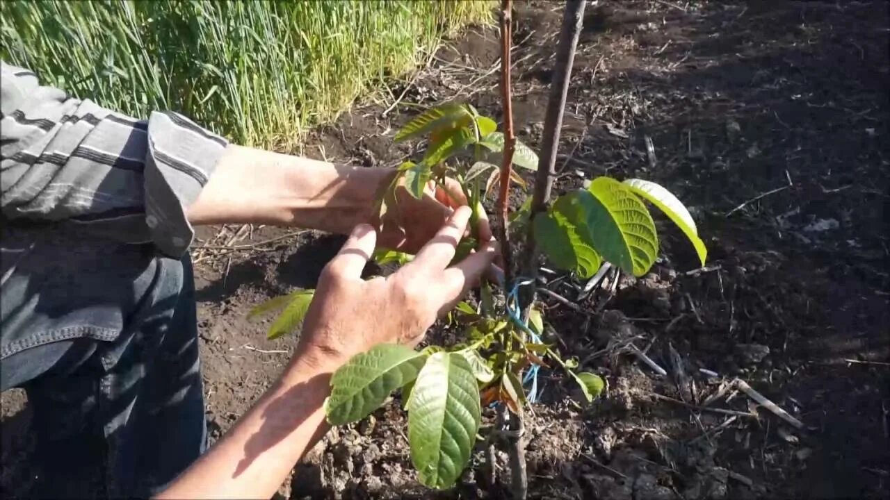 Подкормка грецкого ореха. Саженец колоновидного грецкого ореха. Посадка саженца грецкого ореха. Сорт грецкого ореха Фалештский латеральный. Черенки грецкого ореха.