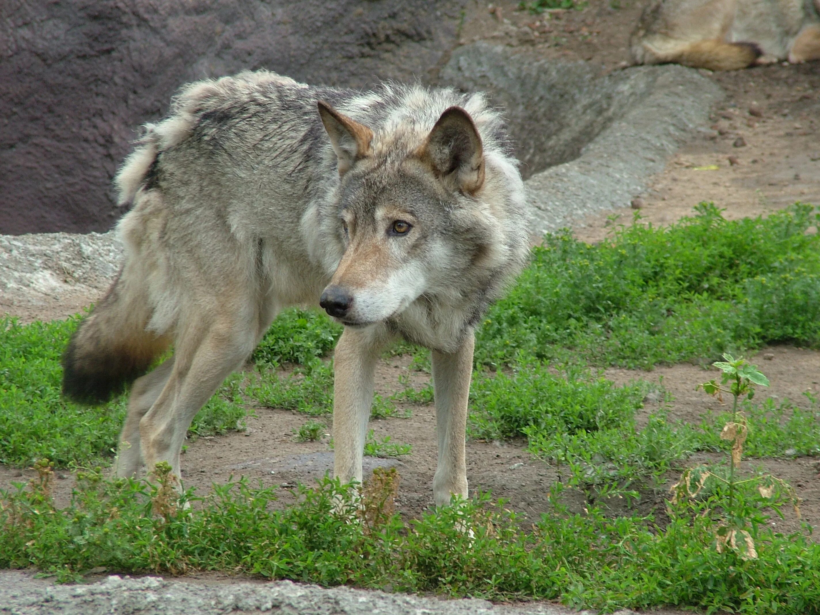 Волк. Волчица. Волк в природе. Волк серый.