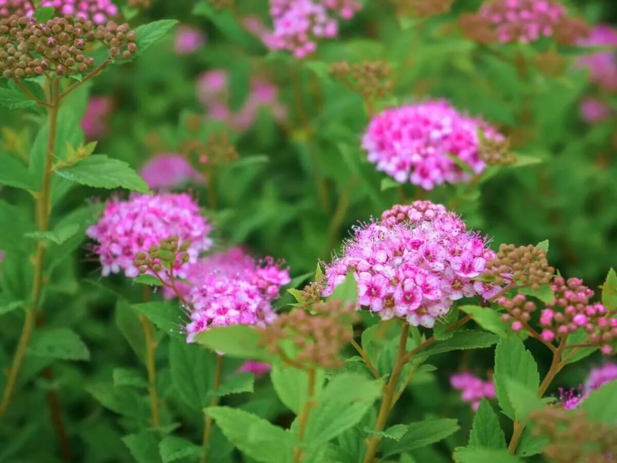 Спирея японская (spiraea japonica `goldflame`). Спирея японская little princess. Спирея little princess. Спирея литтл принцесс осенью. Спирея маленькая принцесса.