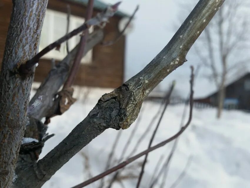 Прививка яблони прививочным секатором. Прививка яблони прививочным секатором весной. Прививка прививочным секатором весной. Можно ли привить черешню на сливу