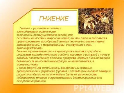 Гниение это