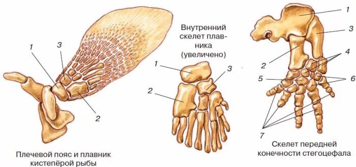 Скелет плавника кистеперой рыбы. Латимерия скелет конечностей. Строение плавника кистеперой рыбы. Скелет передней парной конечности кистеперой рыбы. Скелет парных конечностей