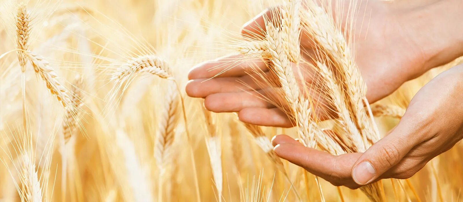 Собирают люди хлеб. Колосья в руках. Пшеница в руках. Поле с колосками. Колосья пшеницы.