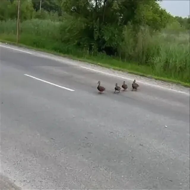 Пропустить утку. Пропустить утку