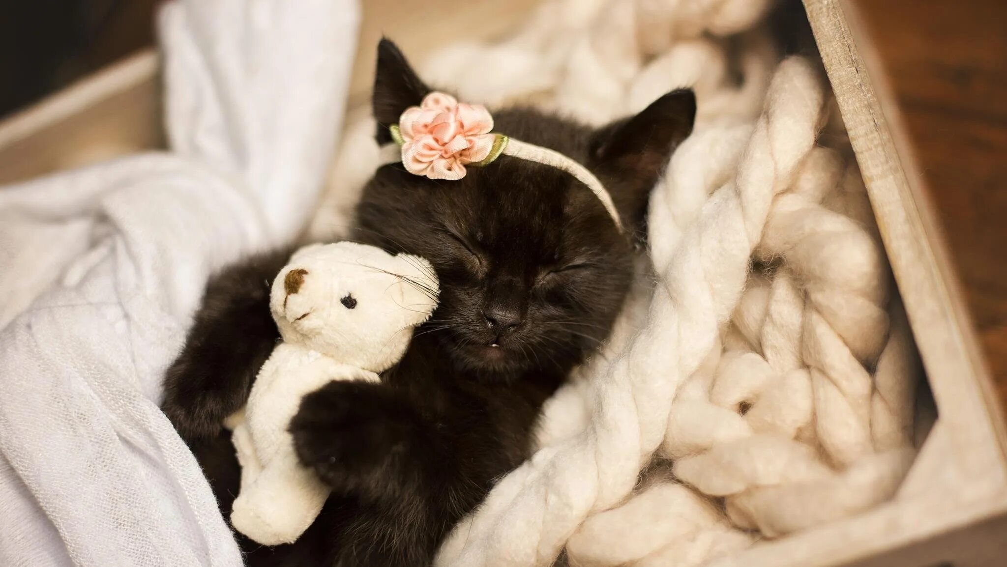 Мило кот. Милые кошечки. кошки маленькие. кошки маленькие милые. самые милые котята.