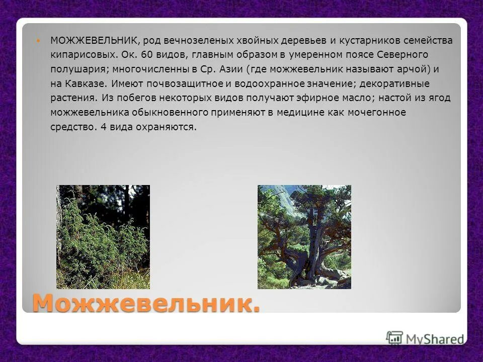 Эвкалипт материк. Род вечнозеленых деревьев. Кипарис доклад. Можжевельник характеристика. Эвкалипт доклад.