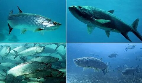 Tarpon t 5s
