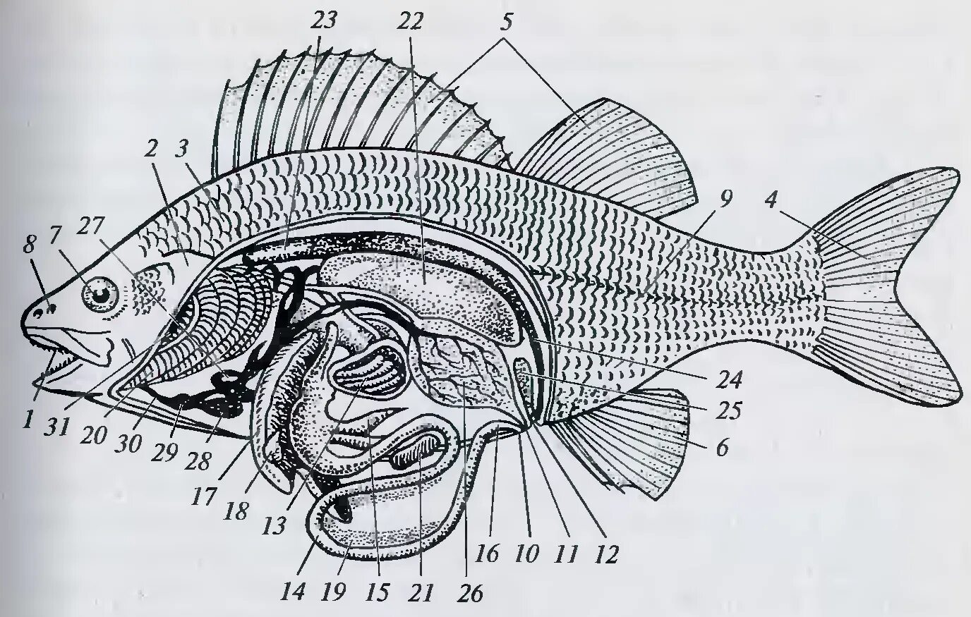 Строение костистой рыбы окуня. Речной окунь строение. Анатомия костистой рыбы окуня. Внутреннее строение костистой рыбы. Внутреннее строение карася