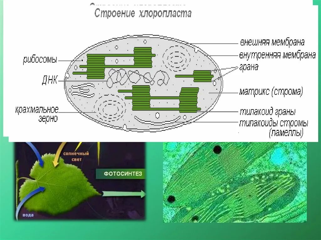 Фотосинтез 6 класс биология хлоропласты. Строение хлоропласта фотосинтезирующие пигменты. Схема фотосинтеза в хлоропласте. Схема процесса фотосинтеза строение хлоропласта. Протекает на свету и в темноте